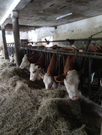 Beispielfoto für den Aktionstag zum Thema Landwirtschaft. Zu sehen sind Kühe in einem offenen Stall.