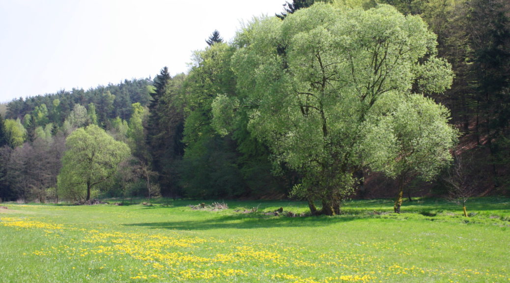 Bachlauf im Otterbachtal bei Altenthann, Adlmannstein